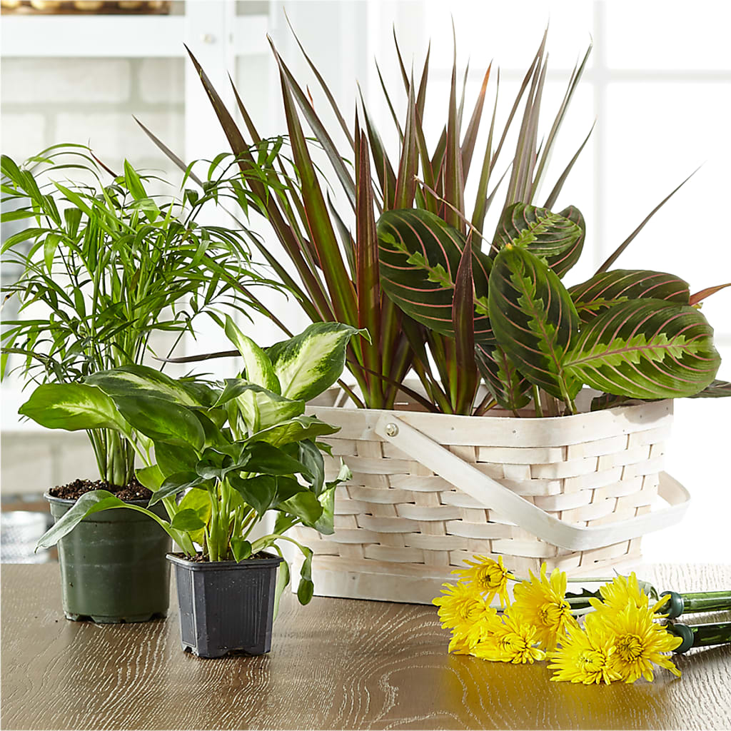 Florist Designed Blooming and Green Plants in a Basket – Magnolia Oaks Florist, Tyrone GA