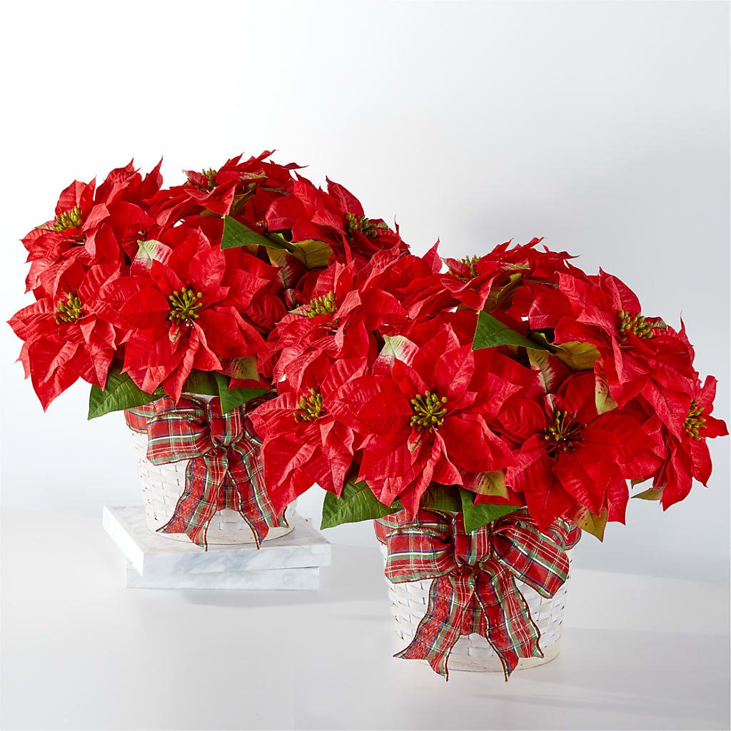 Happiest Holidays Poinsettia Bundle – Magnolia Oaks Florist, Tyrone GA