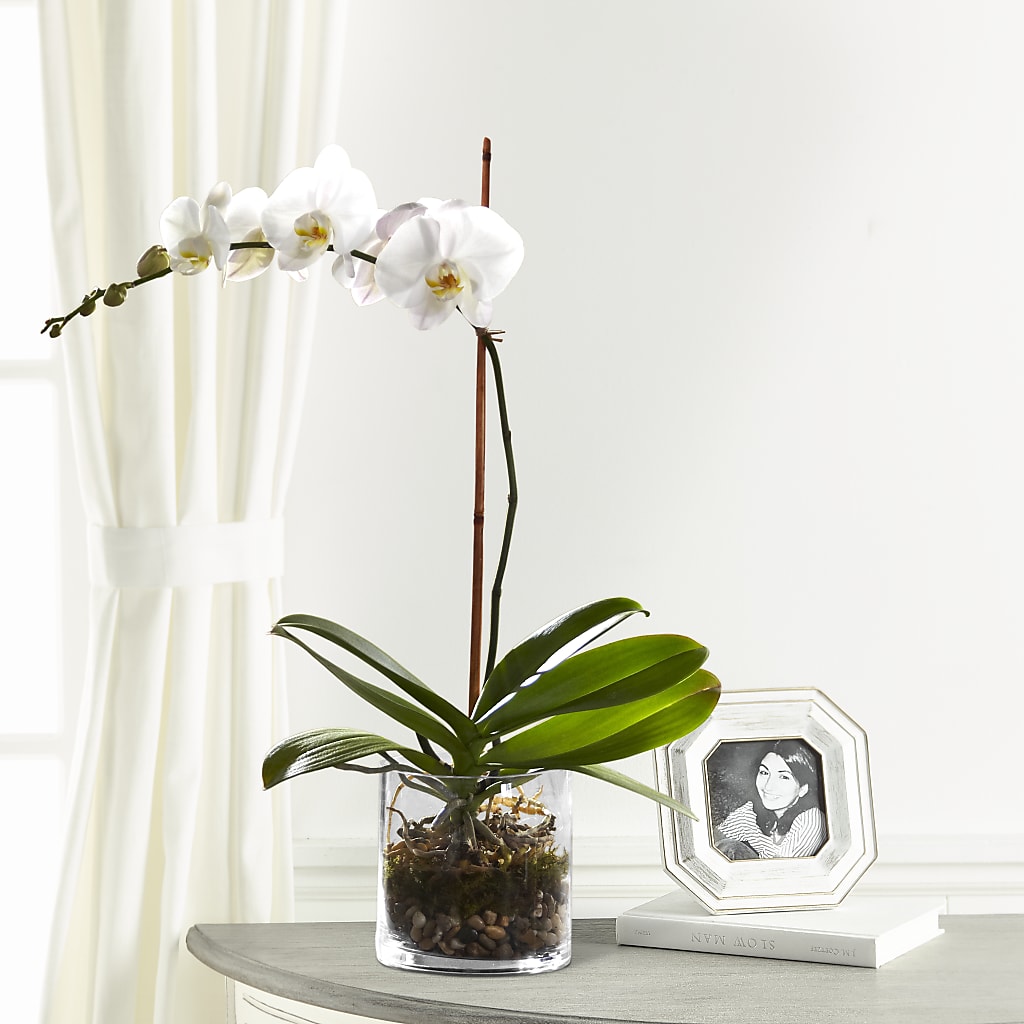 White Orchid Planter – Magnolia Oaks Florist, Tyrone GA
