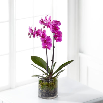 Pink Orchid Plant –  Magnolia Oaks Florist, Tyrone GA