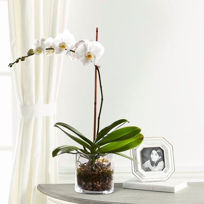 White Orchid Planter –  Magnolia Oaks Florist, Tyrone GA
