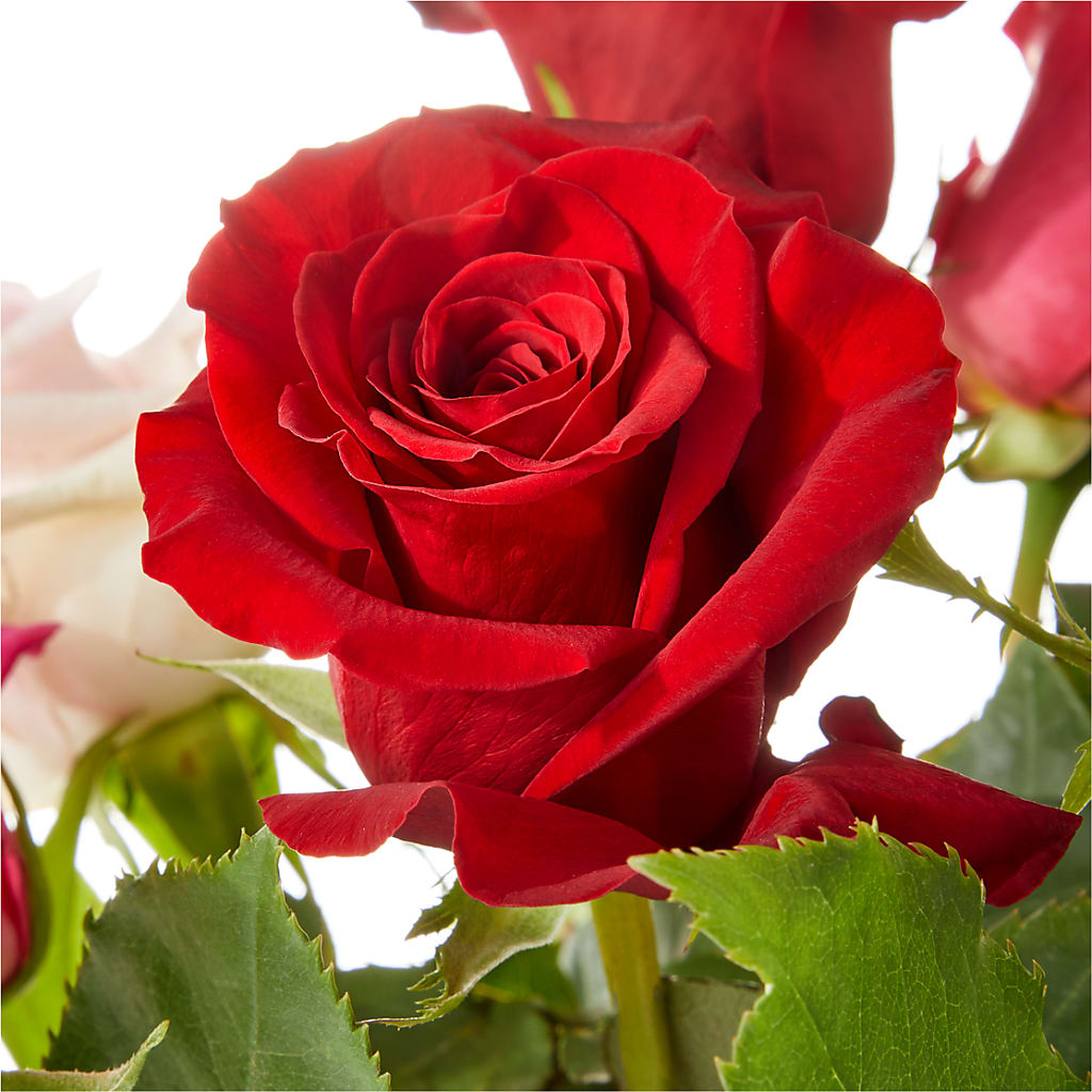 Love Notes Rose Bouquet –  Magnolia Oaks Florist, Tyrone GA